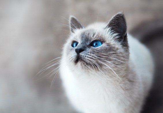 Inspirasi Nama Kucing Unik Dapat Dipilih Untuk Peliharaan Kesayangan